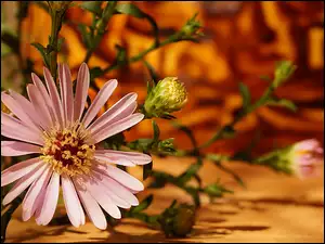 Aster