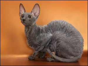 Kot, Devon rex