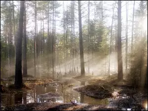 Mgła, Wschód, Las, Słońca, Bagno