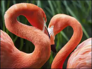 Dwa, Flamingi