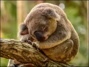 Koala, Gałąź