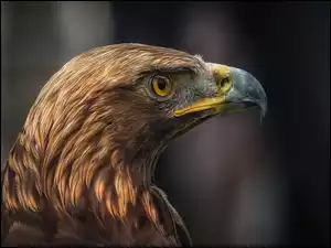 Orzeł przedni, Profil