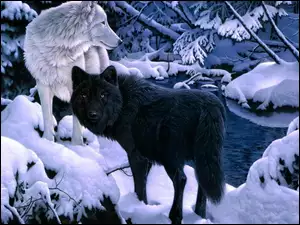 Zima, Wilki, Las