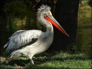 Pelikan, Trawa
