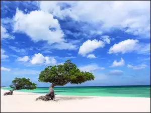 Morze, Dwa, Plaża, Drzewa, Aruba