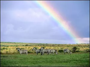 Niebo, Zebra, Tęcza