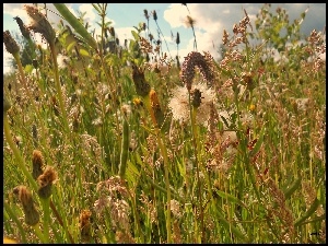 Zboża, Łąka, Trawy