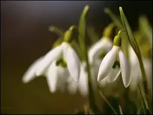 Kwiaty, Przebiśniegi, Białe