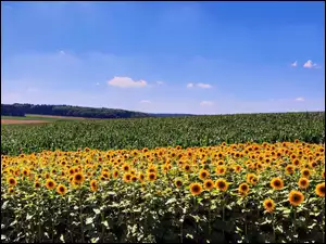 Kukurydzy, Plantacja, Słonecznika