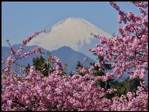 Kwitnące, Japonia, Góra, Wulkan, Fuji, Gałązki