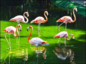 ZOO, Flaming, Woda