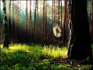 Las, Gałęzie, Pajęczyna, Suche