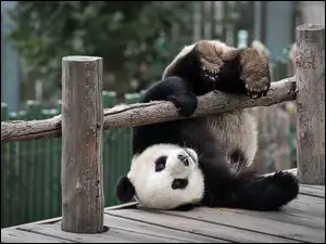 Płotek, Miś, Panda