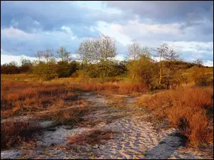 Pole, Chmury, Rośliny, Drzewa