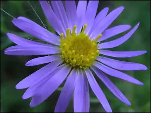Aster