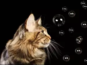Kot, Bańki, Maine, Coon