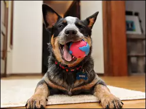 Australijski pies pasterski, Australian Cattle Dog