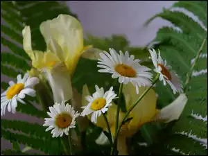 Irysy, Bukiet, Paproć, Kwiaty, Margerytka