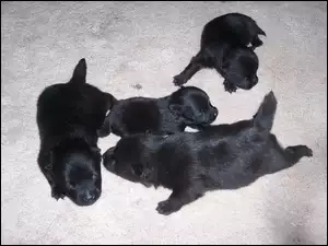 Schipperke, cztery, szczeniaki