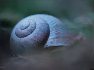 Makro, Muszla, Ślimaka