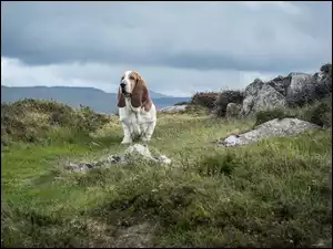 Basset, Trawa, Hound, Kamienie