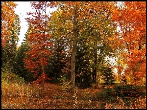 Jesień, Ogród Dendrologiczny, Kolorowe, Drzewa, Liście