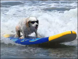 Piesek, Surfing, Okulary, Morze