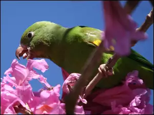 Papuga, Kwiaty