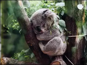 Koala, Drzewo