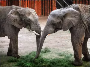 Poznańskie ZOO, Słonie, Dwa
