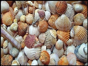 Muszelki