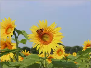 Motyl, Kwiaty, Sloneczniki