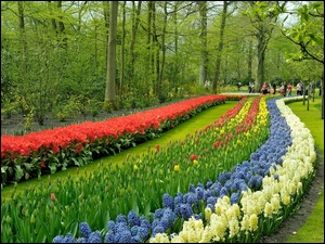 Spacerowicze, Wiosna, Hiacynty, Park, Tulipany