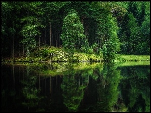 Las, Lato, Jezioro, Odbicie