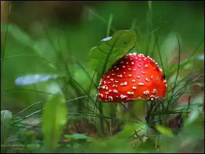 Grzyb, Białe, Muchomor, Kropki, Czerwony, Kapelusz
