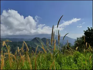 Badylki, Trawa, Krzaki