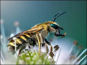 Makro, Pszczoła, Kwiatek