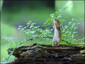 Liście, Wiewiórka, Drzewo, Chipmunk, Gałąź