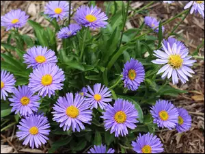 Aster marcinek, Marcinki, Fioletowe