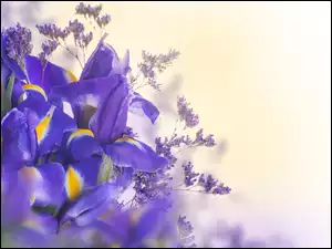 Kwiaty, Irysy