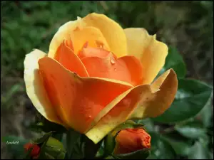 Róża, Żółto, Pomarańczowa