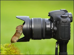 Myszka, Krzew, Aparat, Fotograficzny