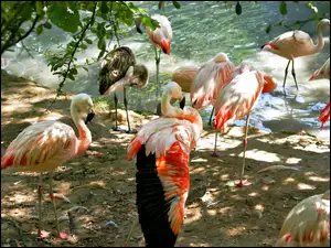 Flamingi, Woda, Drzewo, Przebijające światło