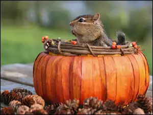 Wiewiórka, Chipmunk