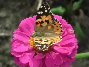 Cynia, Motyl, Osetnik, Rusałka, Kwiat