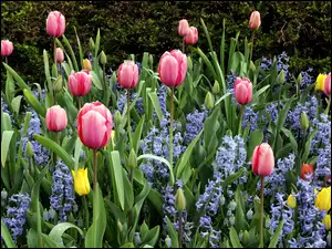 Ogród, Tulipany, Hiacynty
