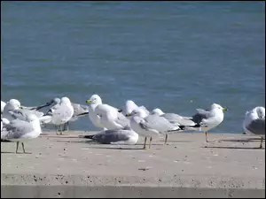 Mewa, Nabrzeże, Śmieszka, Morze