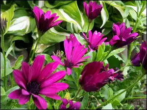 Purpurowe, Afrykańska, Kwiaty, Stokrotka