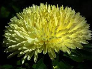 Aster, Przyroda, Kwiat