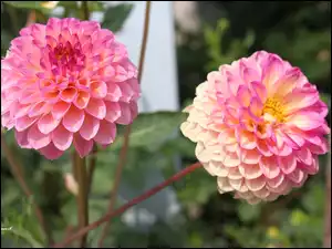 Dwukolorowa, Dalia